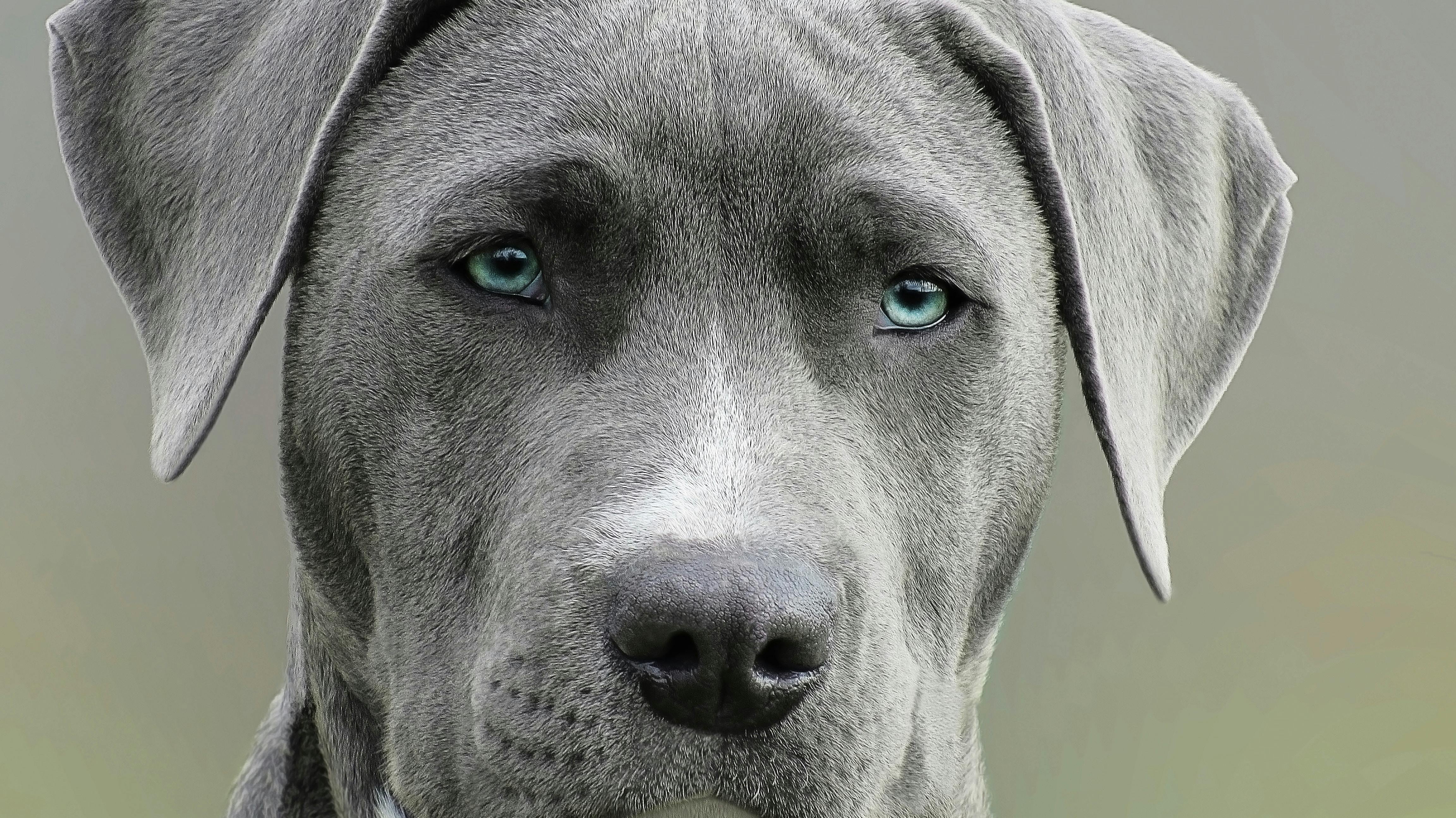 Why We Choose BioThane Over PVC-Coated Webbing