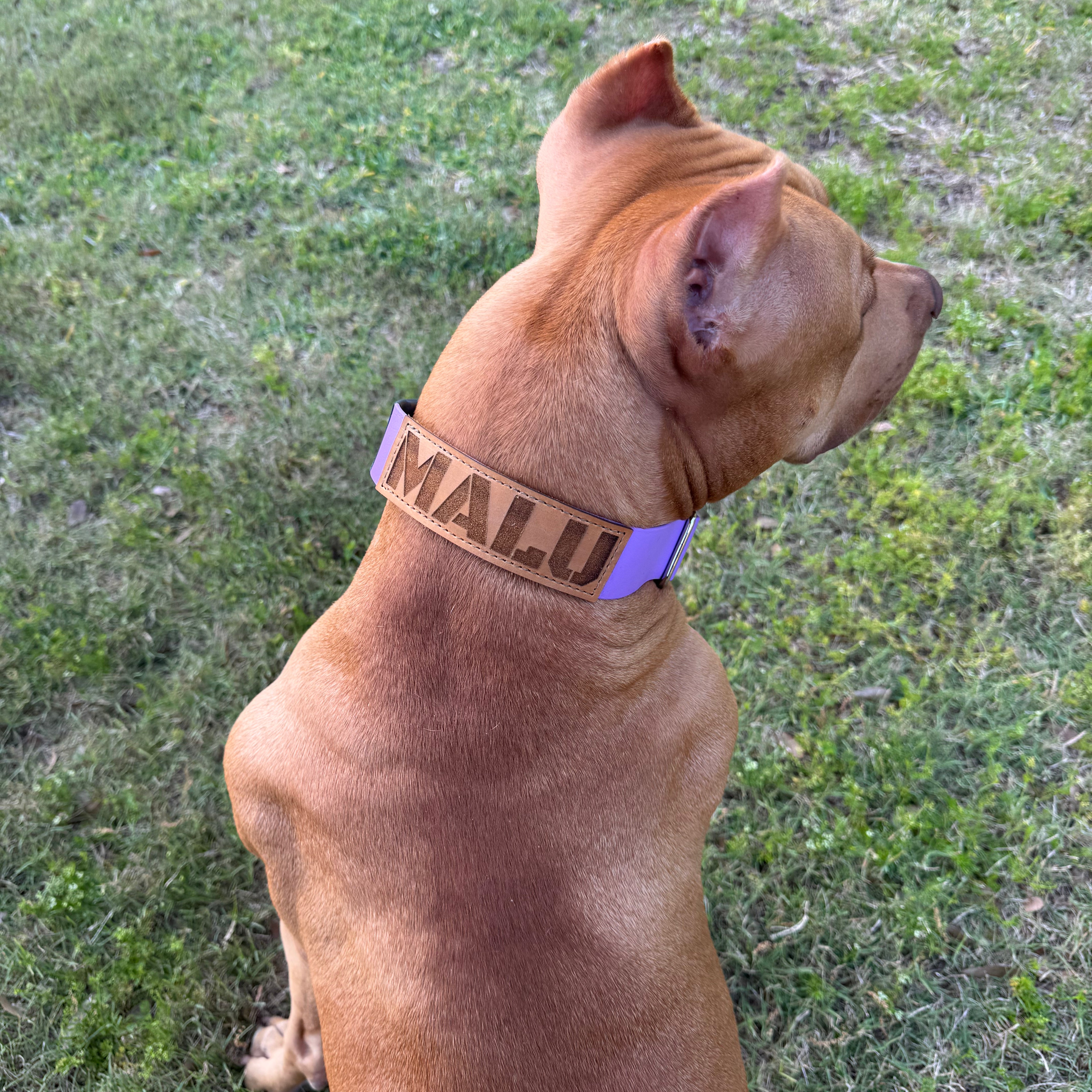 ATLAS Adjustable Collar-American Ruffneck Collars