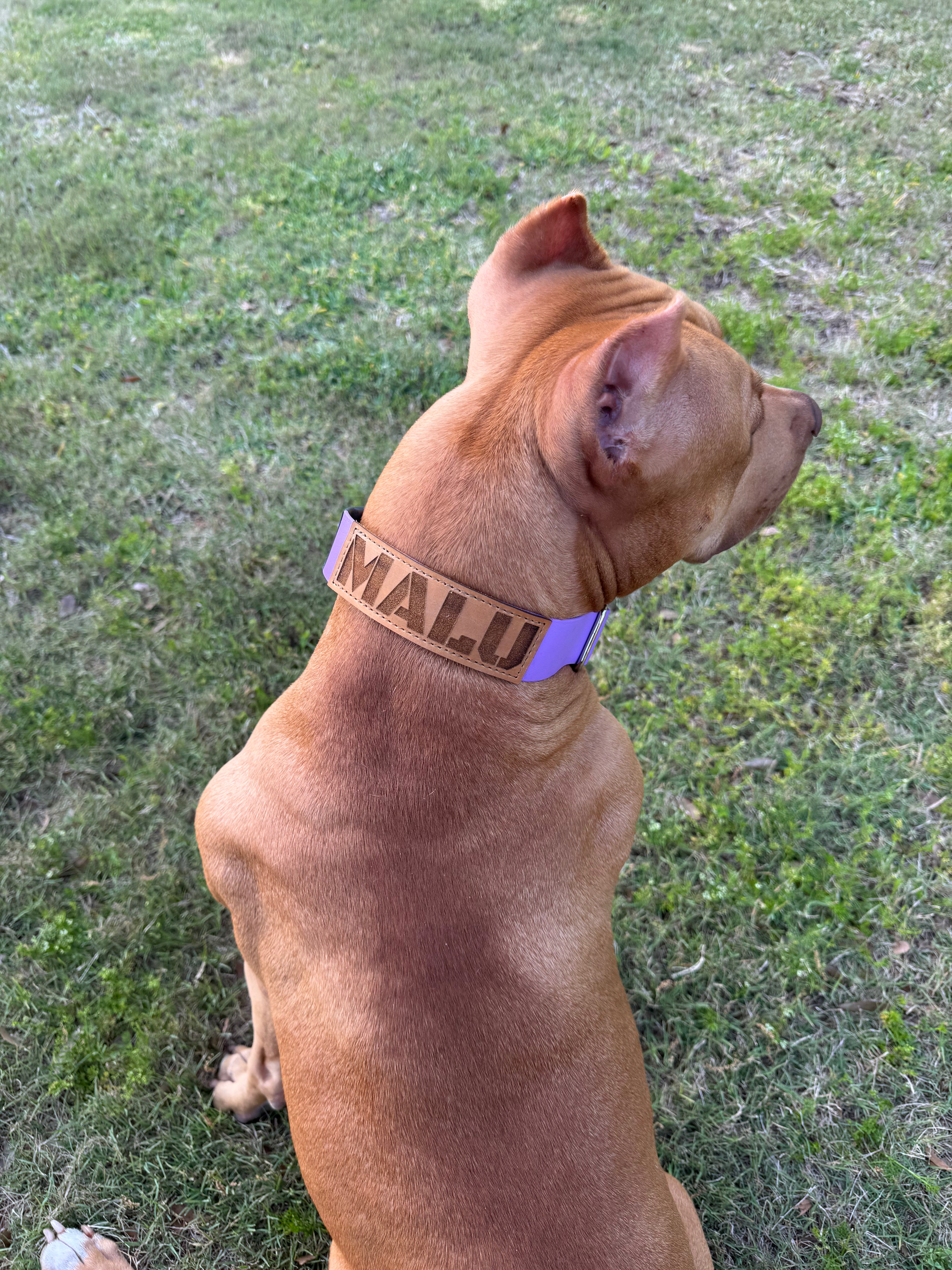 ATLAS Adjustable Collar-American Ruffneck Collars