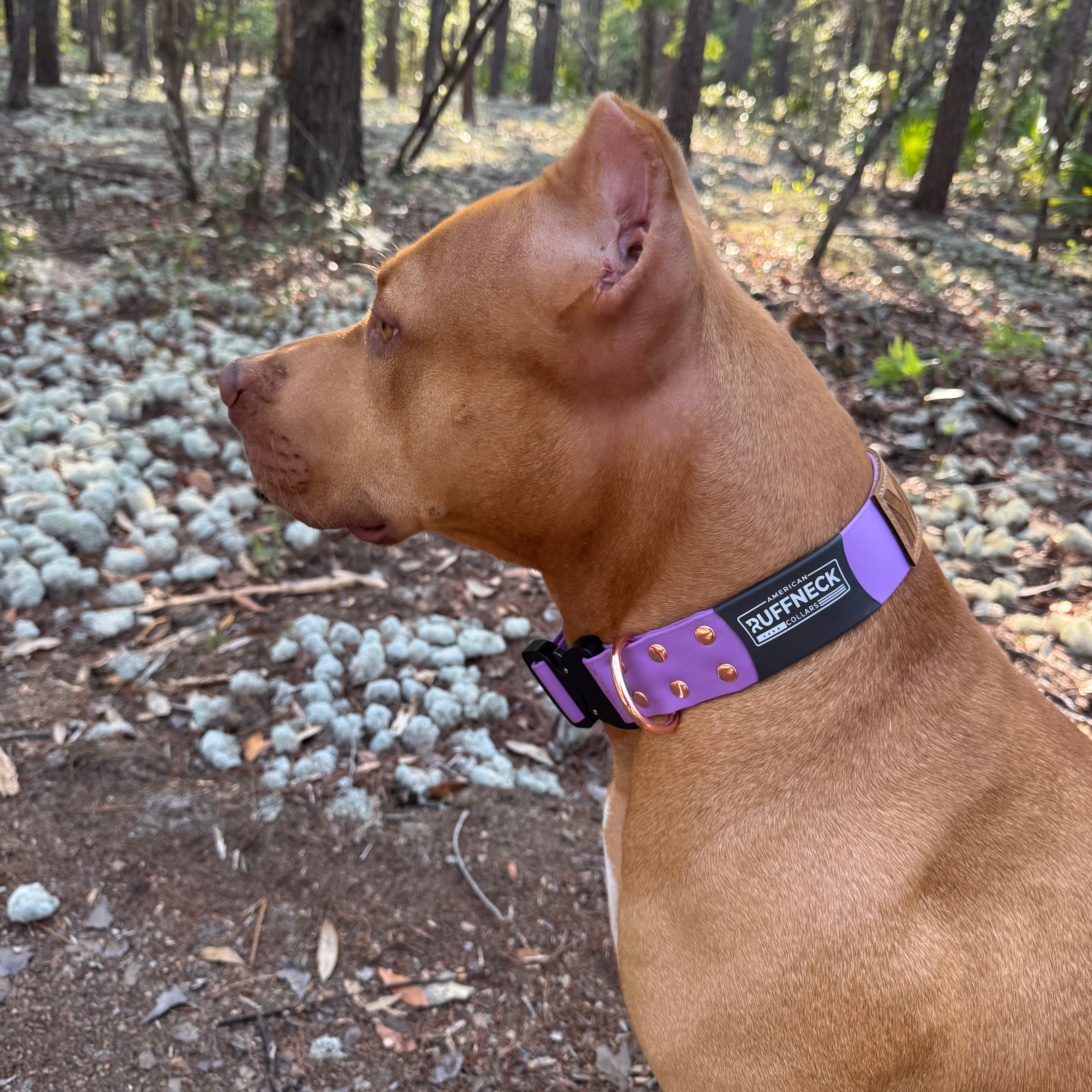 ATLAS Adjustable Collar-American Ruffneck Collars