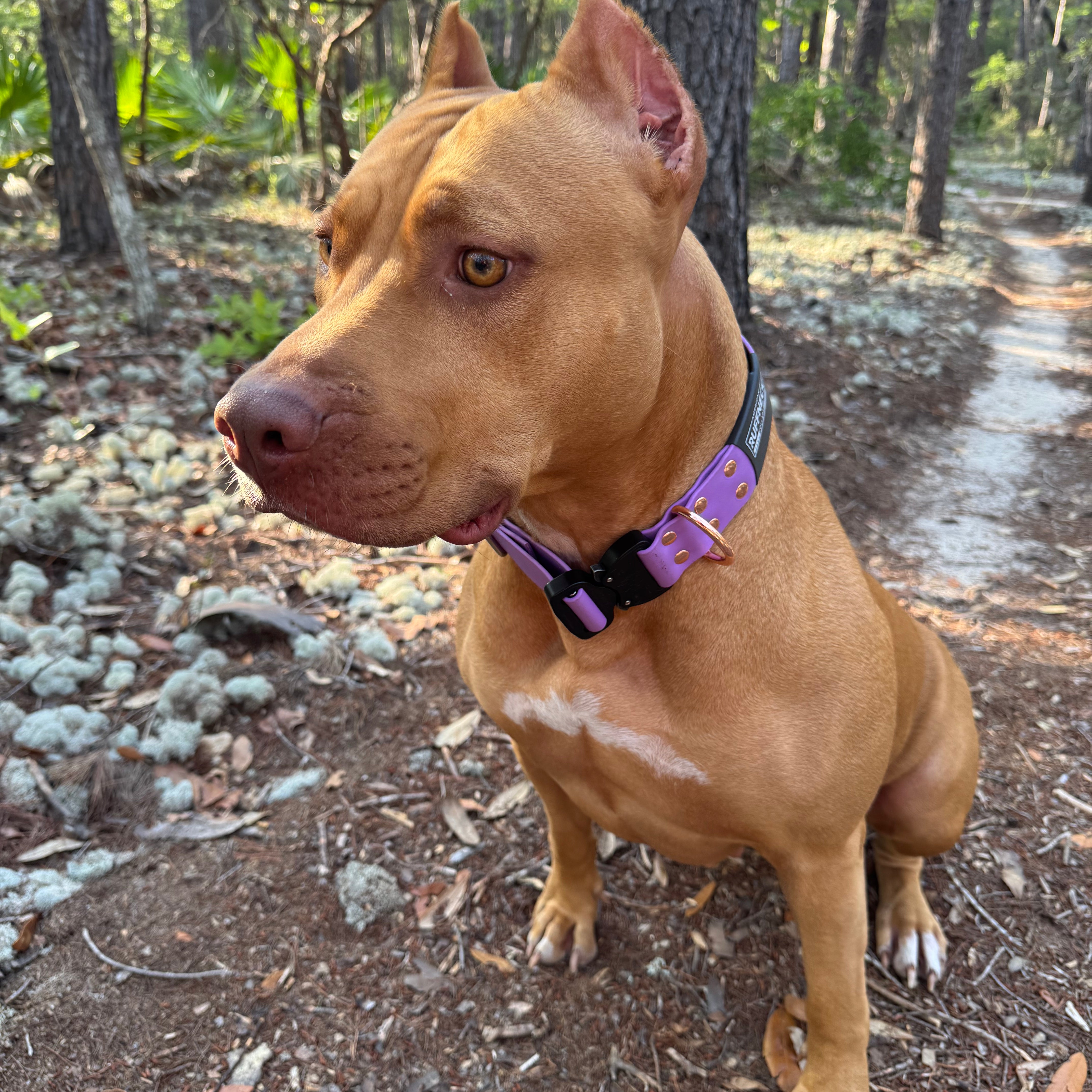 ATLAS Adjustable Collar-American Ruffneck Collars