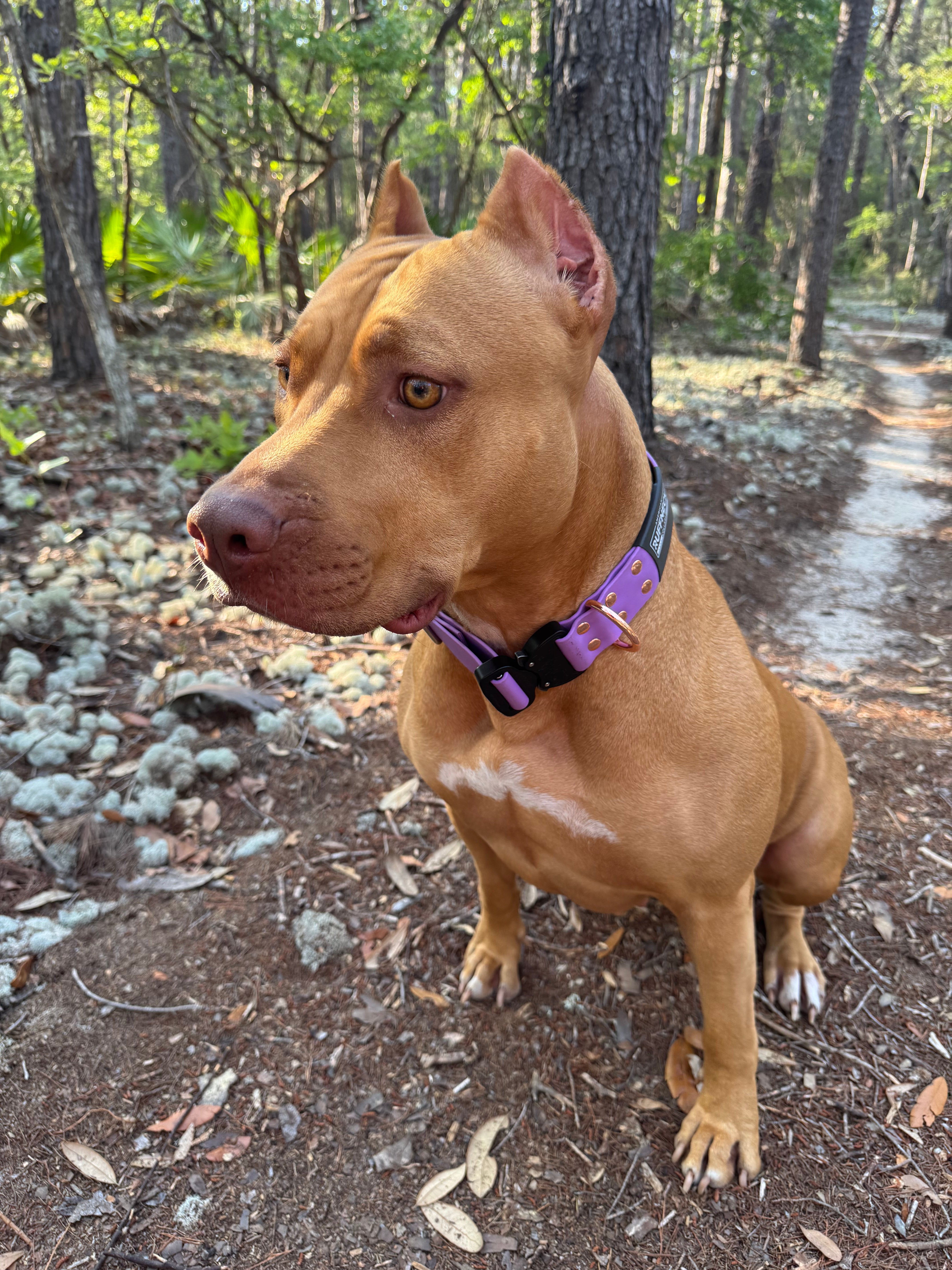 ATLAS Adjustable Collar-American Ruffneck Collars