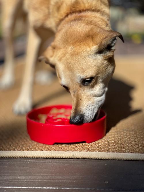 Red Santa design eBowl by SodaPup, a durable slow feeder bowl for dogs with festive holiday decoration.