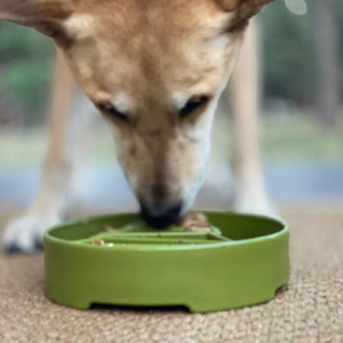 Green Pine Tree Design EBOWL slow feeder bowl for dogs by SodaPup, featuring a detailed pine tree pattern for enrichment.