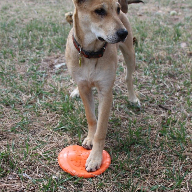 Orange Rubber Dog Frisbee Bottle Top Flyer by SodaPup, durable and flexible retrieving toy for dogs, 9.75-inch diameter.