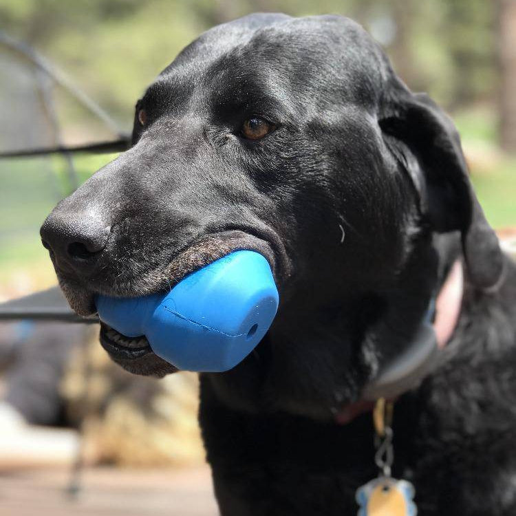 Blue SodaPup Double Trouble durable rubber dog toy with treat dispenser, designed for interactive chewing and play.