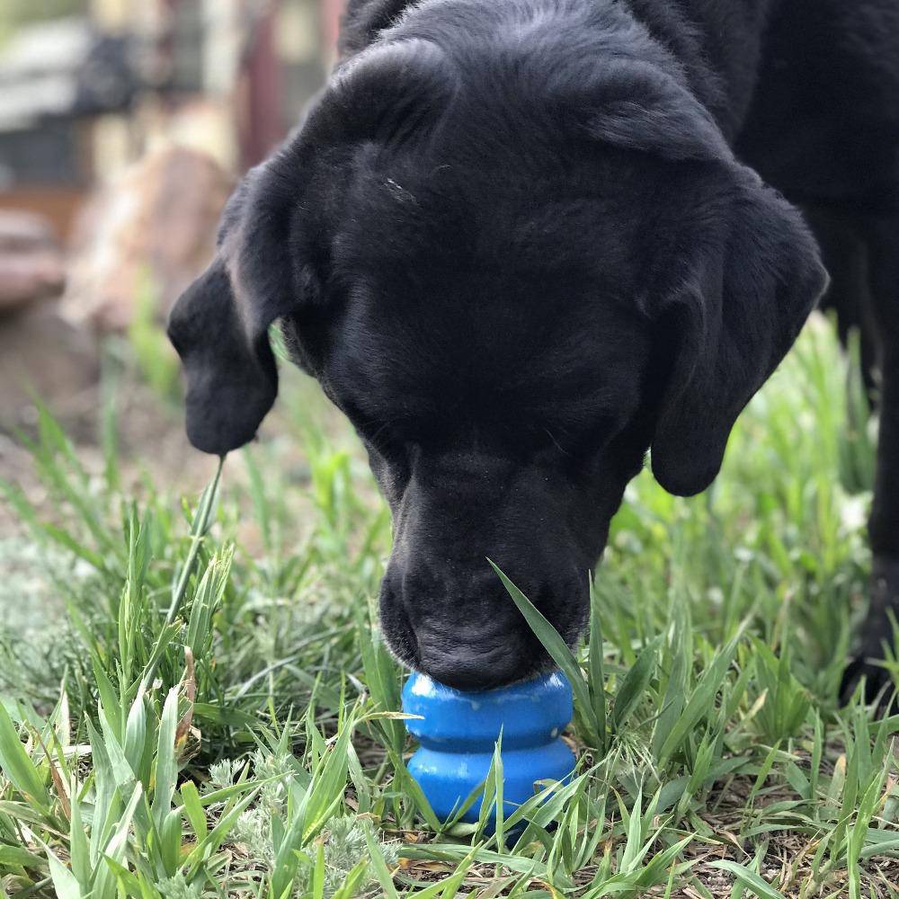 Blue SodaPup Double Trouble durable rubber dog toy with treat dispenser, designed for interactive chewing and play.