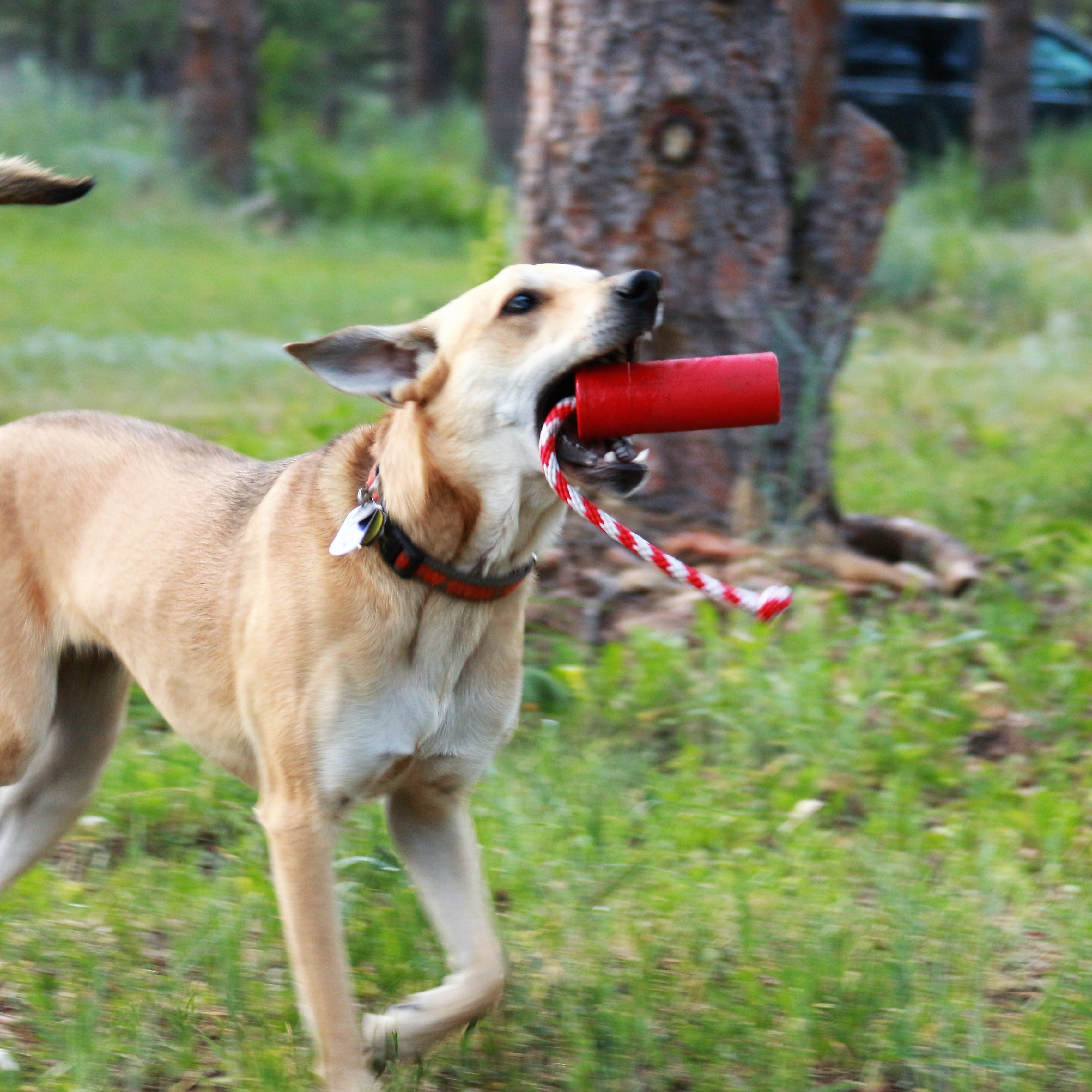 Large red USA-K9 Firecracker Rubber Dog Toy, durable floating training dummy for dogs by SodaPup/True Dogs, LLC.