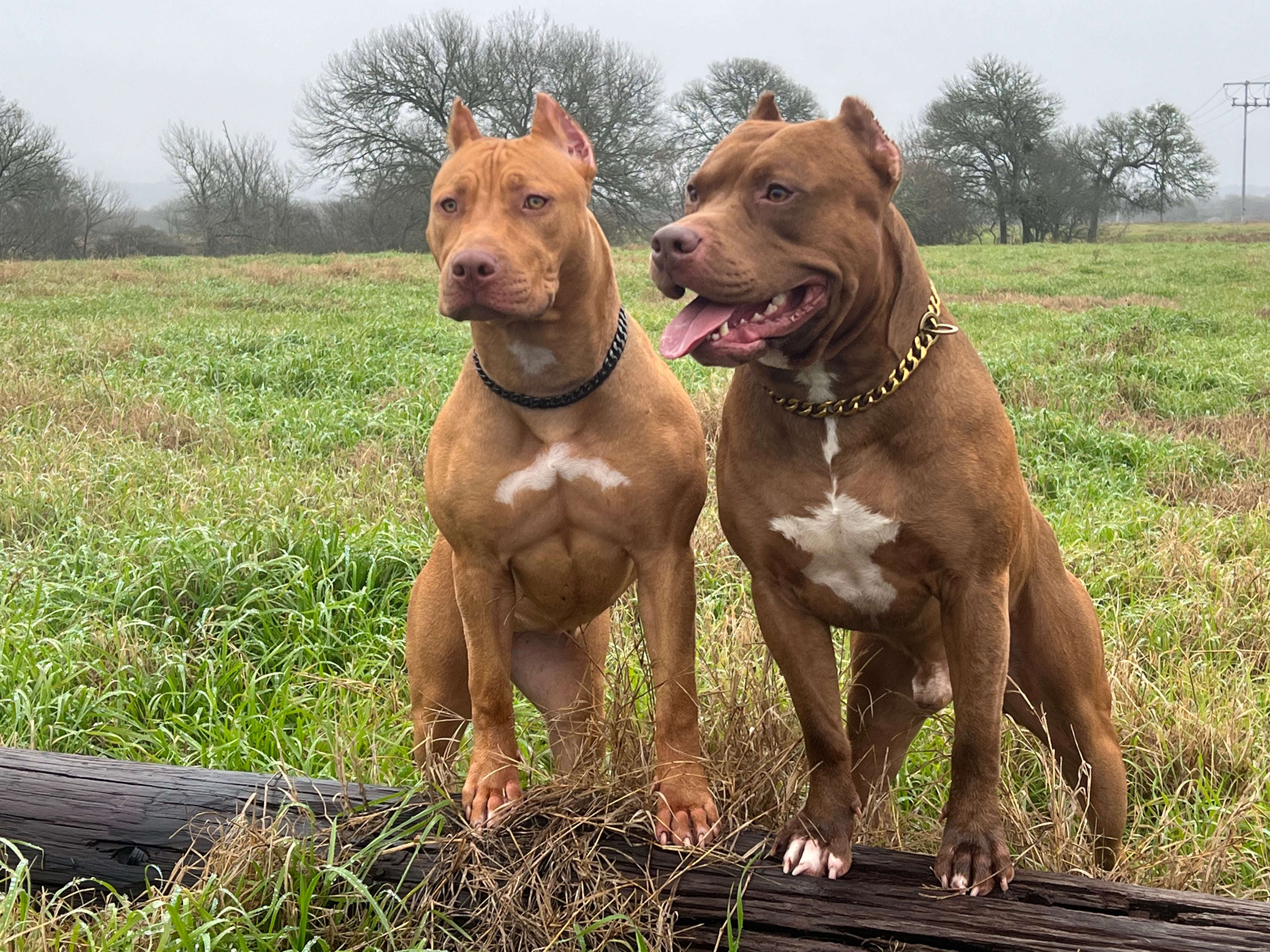 The Story of Recon: A Dog Who Died Protecting His Pack