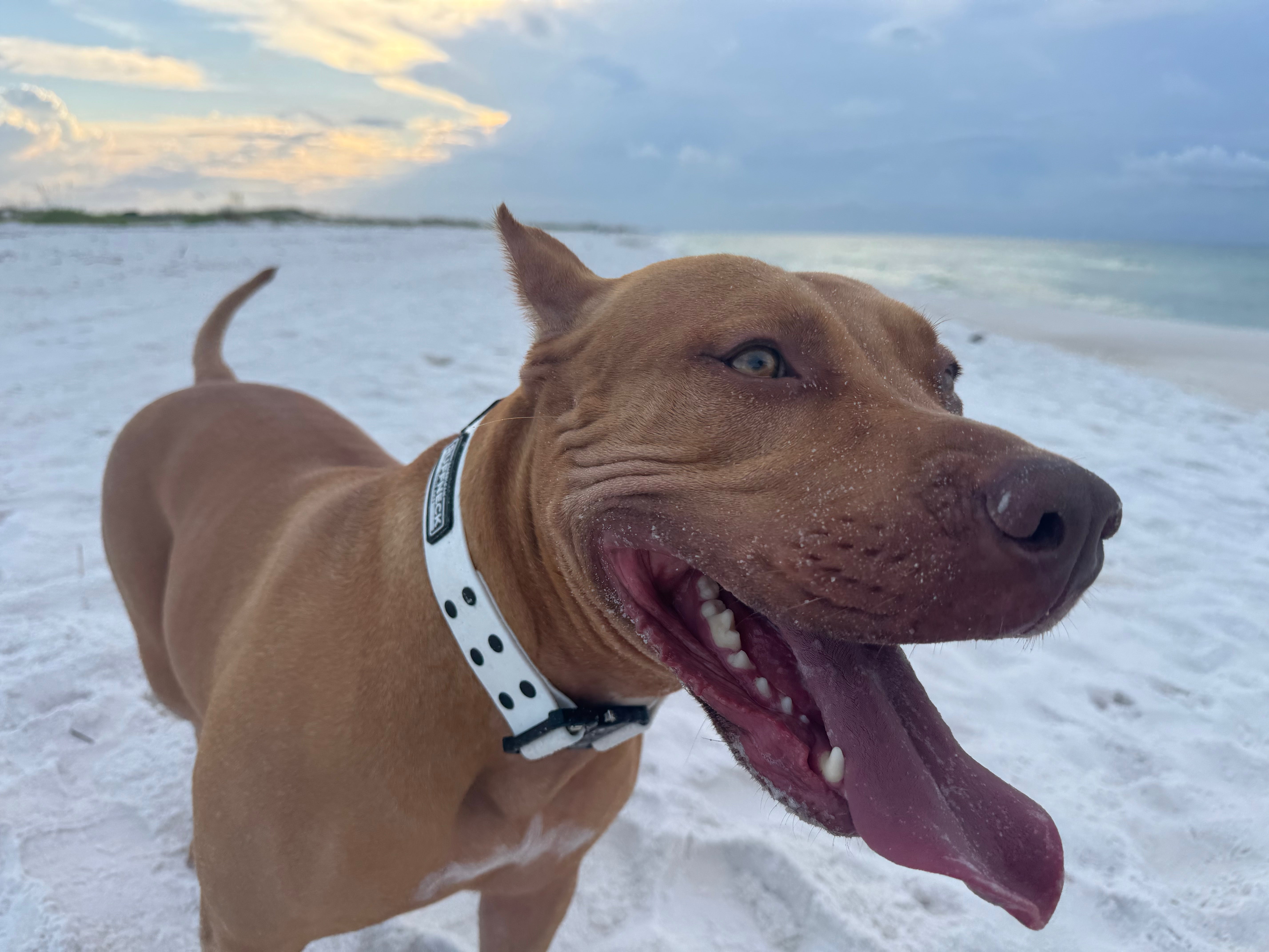 Why Every Dog Deserves a Collar That Performs Like They Do