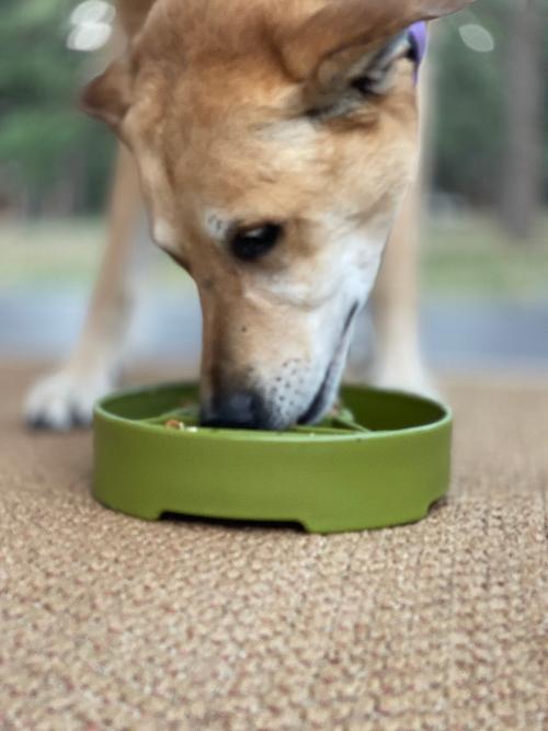 Green Pine Tree Design EBOWL slow feeder for dogs by SodaPup and True Dogs, featuring a colorful pine tree pattern.