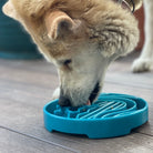 Blue Baja Design eTray Enrichment Slow Feeder Dog Bowl by SodaPup/True Dogs, LLC, with shallow, textured surface for feeding.