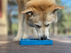 Blue Waiting Dogs Design eTray for dogs by SodaPup/True Dogs, LLC, featuring a playful dog design on an enrichment tray.