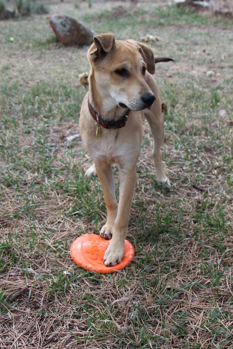 Orange Rubber Dog Frisbee Bottle Top Flyer by SodaPup, durable and flexible retrieving toy for dogs, 9.75-inch diameter.