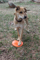 Orange Rubber Dog Frisbee Bottle Top Flyer by SodaPup, durable and flexible retrieving toy for dogs, 9.75-inch diameter.