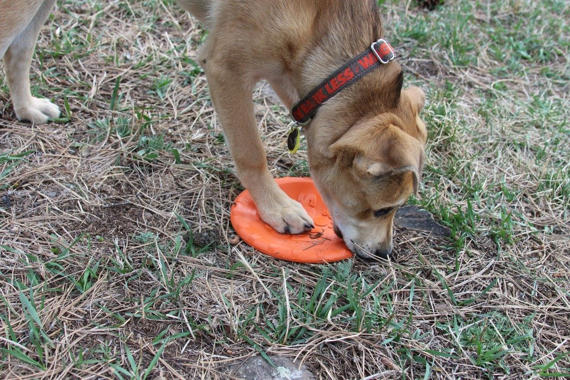 Orange Rubber Dog Frisbee Bottle Top Flyer by SodaPup, durable retrieving toy for dogs, 9.75-inch diameter rubber disc.
