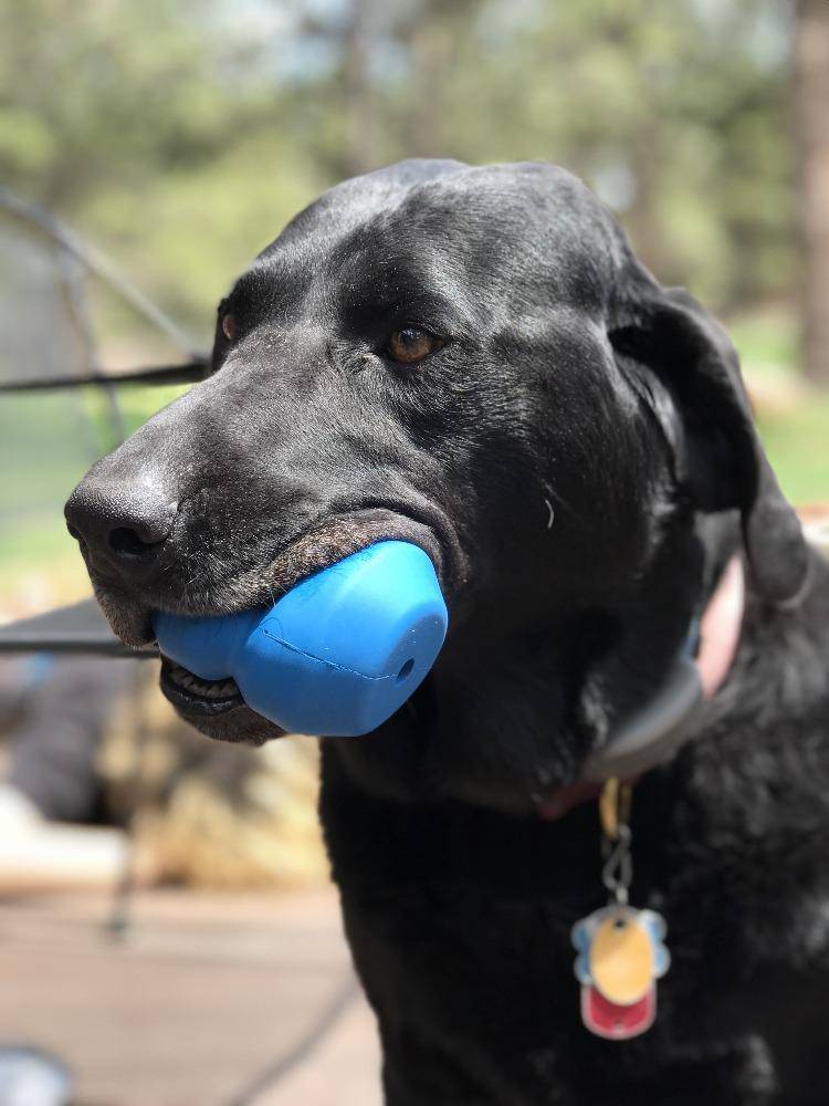 Blue SodaPup Double Trouble durable rubber dog toy with treat dispenser, designed for interactive chewing and play.