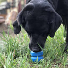Blue SodaPup Double Trouble durable rubber dog toy with treat dispenser, designed for interactive chewing and play.