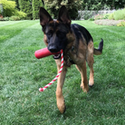 Large red USA-K9 Firecracker durable rubber dog toy, floating training dummy for dogs, by SodaPup/True Dogs, LLC.
