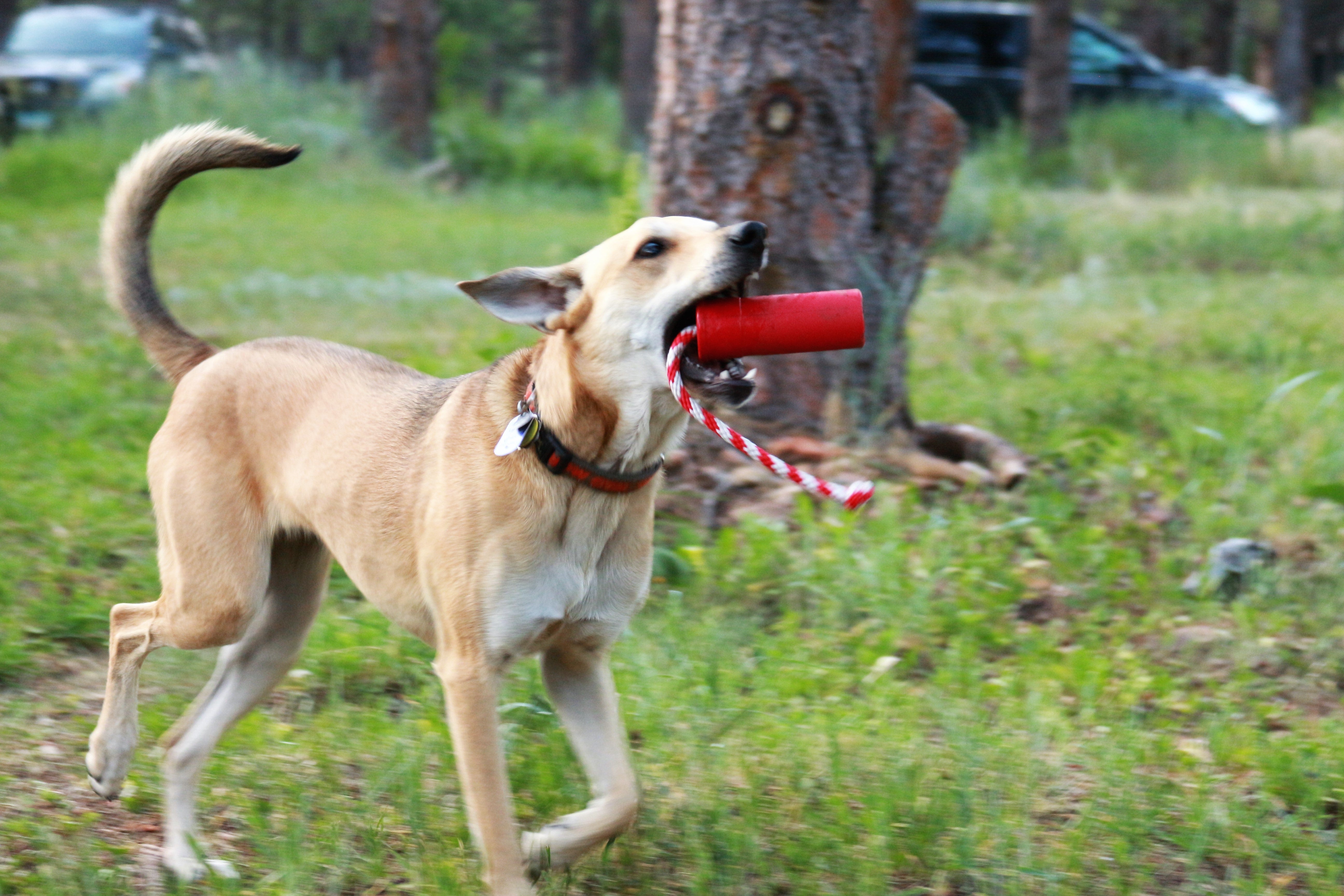 Large red USA-K9 Firecracker Rubber Dog Toy, durable floating training dummy for dogs by SodaPup/True Dogs, LLC.