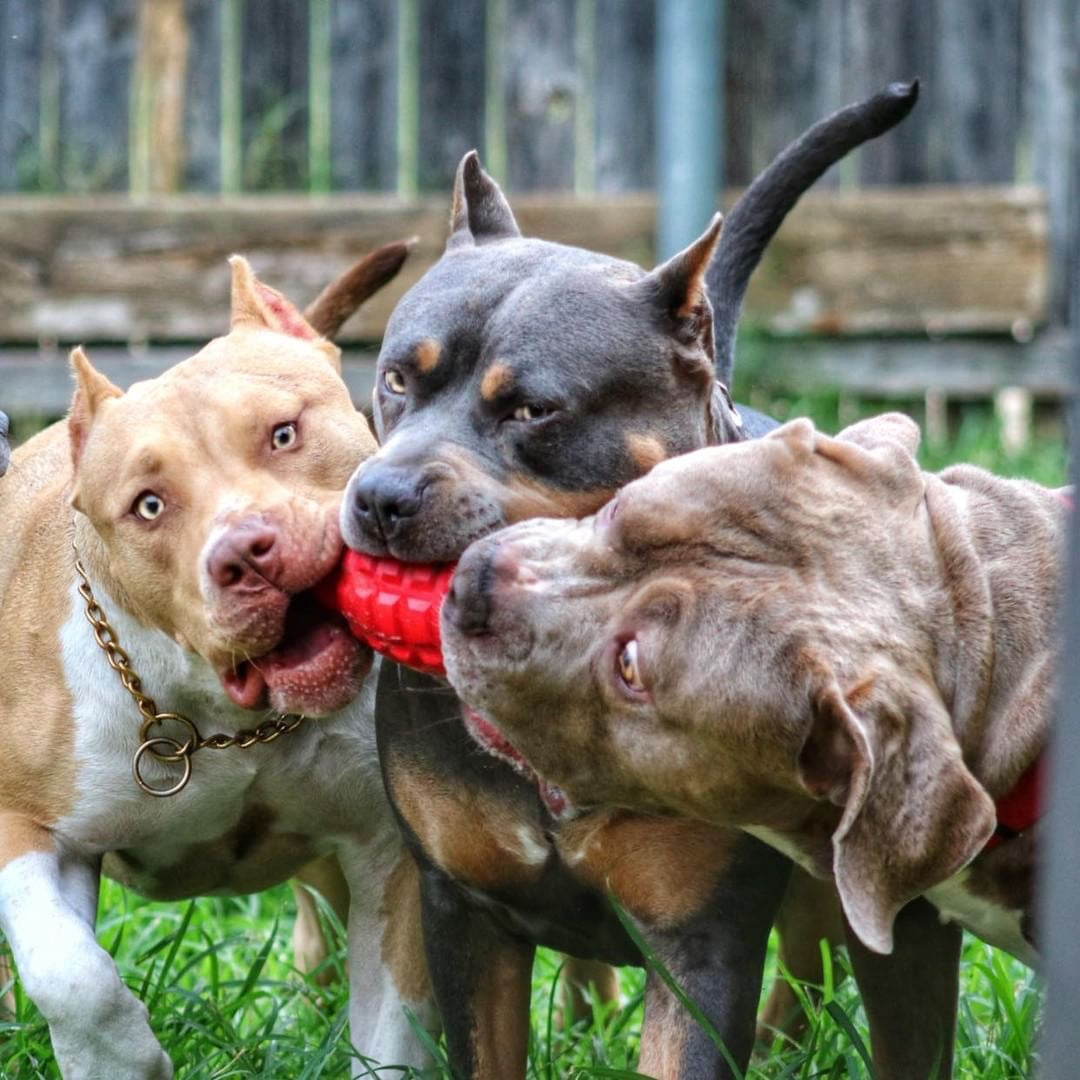 Red USA-K9 Grenade rubber dog toy from SodaPup, durable chew toy and treat dispenser for medium-sized dogs.