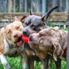Red USA-K9 Grenade rubber dog toy from SodaPup, durable chew toy and treat dispenser for medium-sized dogs.